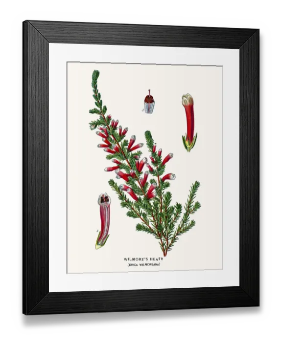Framed Print : Botanical Illustrations Framed Print : Botanical Illustrations