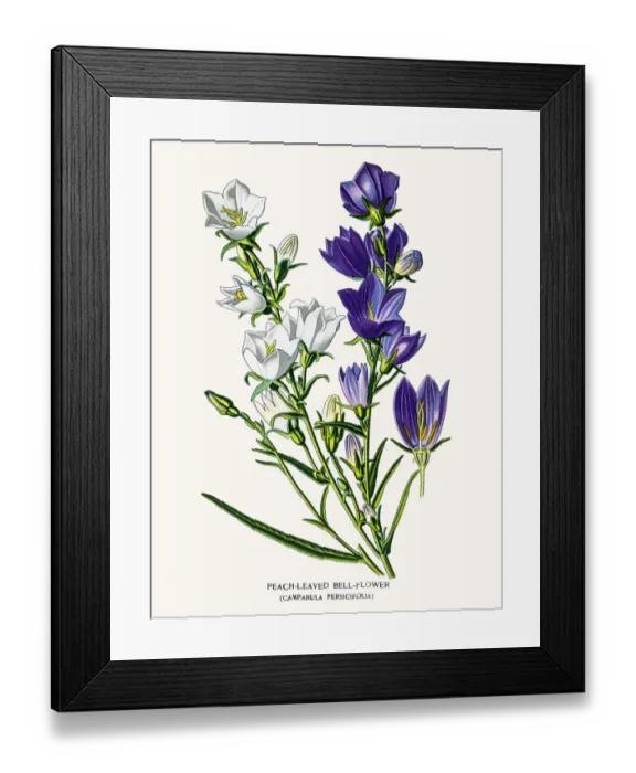 Framed Print : Bell flowers Framed Print : Bell flowers