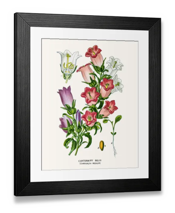 Framed Print : Bell flowers Framed Print : Bell flowers