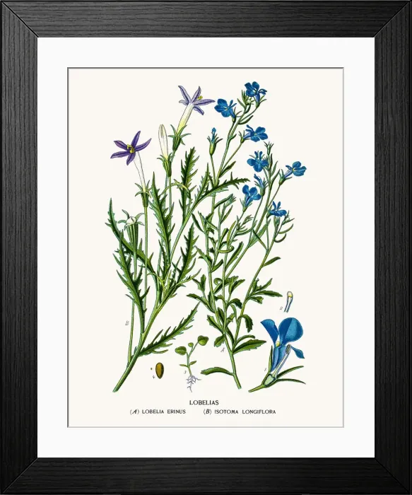Framed Print : Lobelia flowers Framed Print : Lobelia flowers