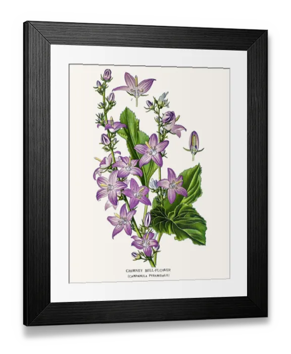 Framed Print : Bell flowers Framed Print : Bell flowers