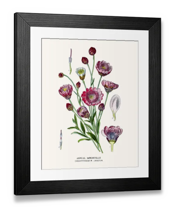 Framed Print : Immortelle plants Framed Print : Immortelle plants