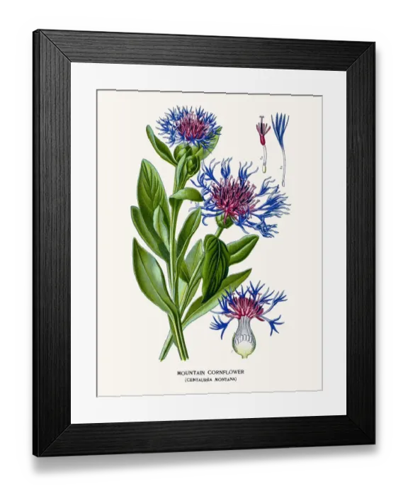 Framed Print : Mountain cornflower