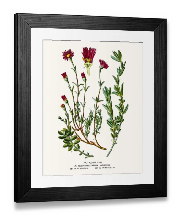 Framed Print : Fig marigold or icicle plant Framed Print : Fig marigold or icicle plant