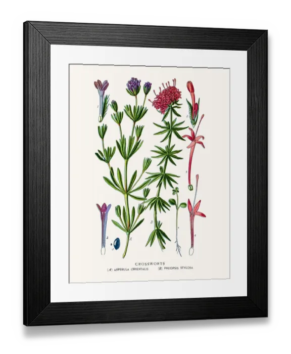 Framed Print : Crossworts
