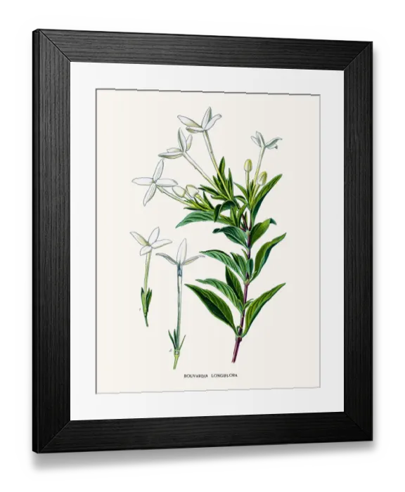 Framed Print : Bouvardia plant Framed Print : Bouvardia plant