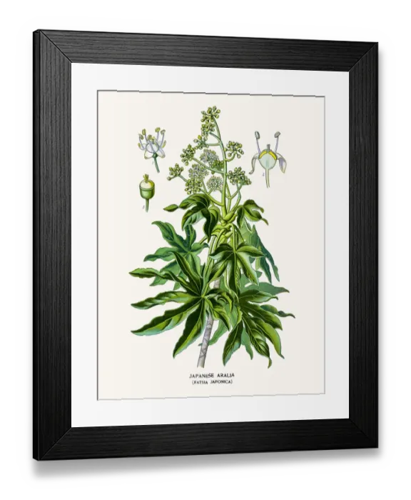 Framed Print : Japanese aralia Framed Print : Japanese aralia