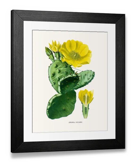 Framed Print : Indian fig opuntia cactus