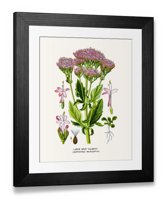 Framed Print : Valerian plant Framed Print : Valerian plant