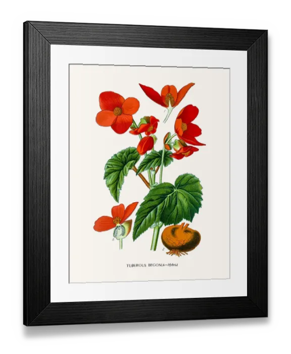 Framed Print : Begonia flower Framed Print : Begonia flower
