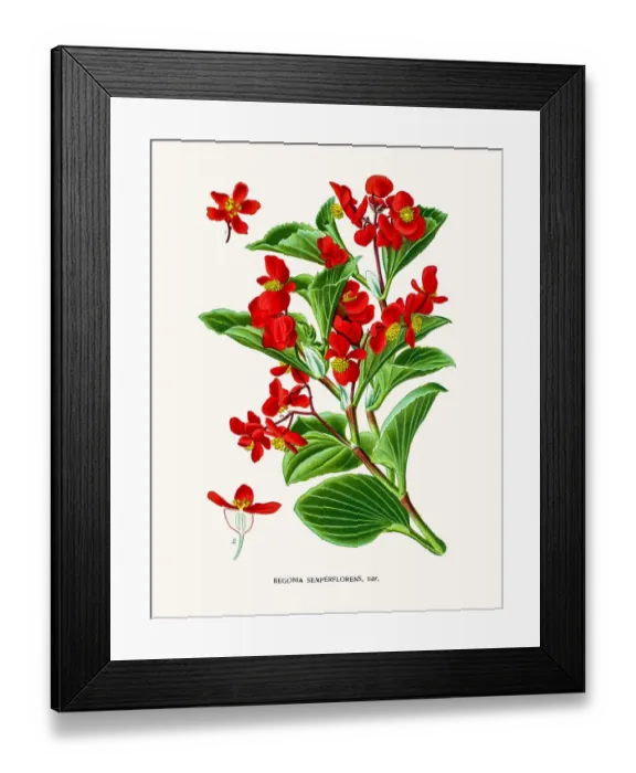 Framed Print : Begonia flower Framed Print : Begonia flower