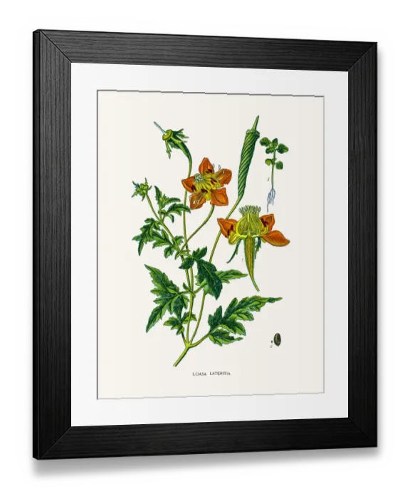 Framed Print : Loasa plant Framed Print : Loasa plant