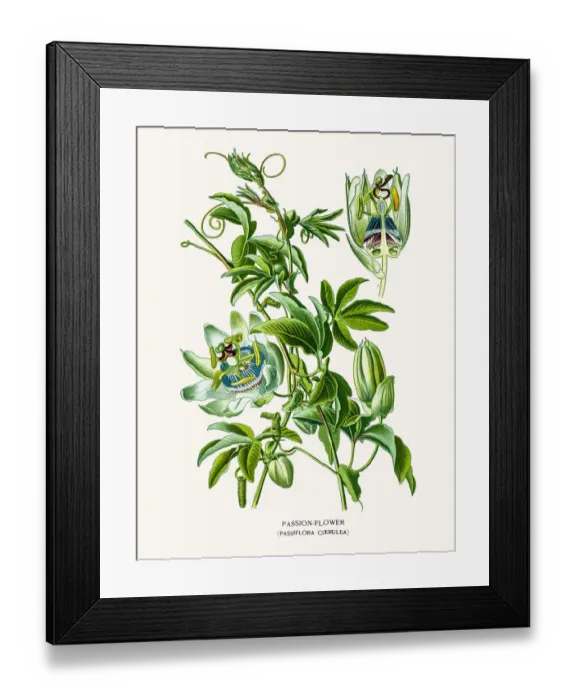 Framed Print : Passion fruit flower Framed Print : Passion fruit flower