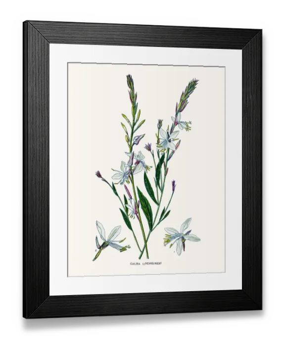 Framed Print : Clockweed flowers Framed Print : Clockweed flowers