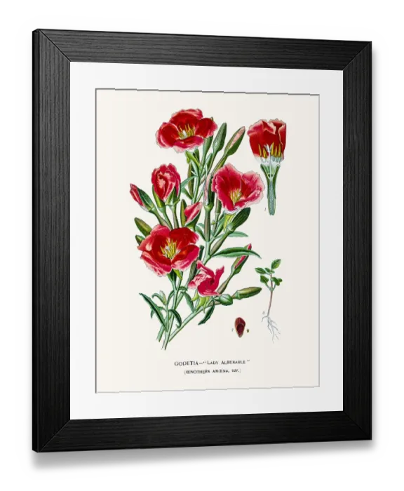 Framed Print : Evening primrose, suncups Framed Print : Evening primrose, suncups