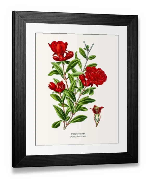 Framed Print : Pomegranate