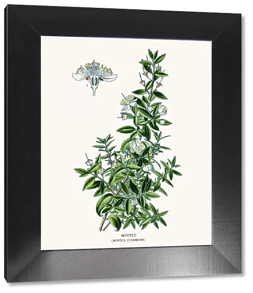 Myrtle. Photo of an original Fine Lithograph from the Favourite Flowers
