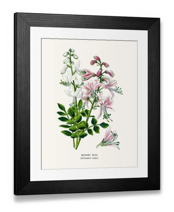 Framed Print : Burning bush Framed Print : Burning bush