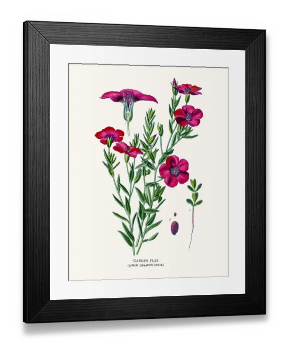 Framed Print : Flowering garden flax Framed Print : Flowering garden flax
