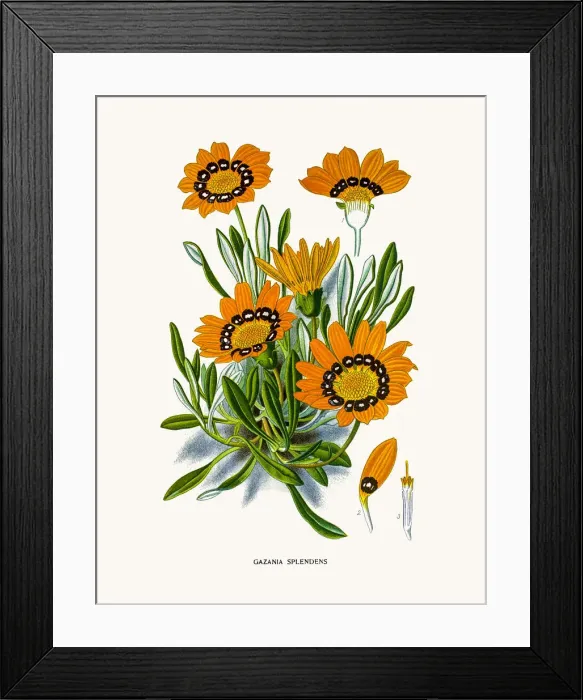 Framed Print : Treasure flower (Gazania splendens) Framed Print : Treasure flower (Gazania splendens)