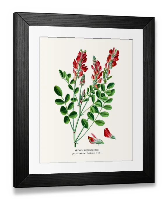 Framed Print : French honeysuckle Framed Print : French honeysuckle