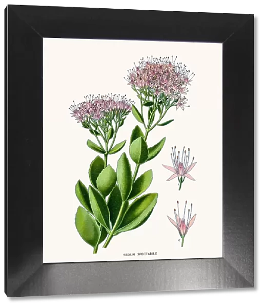 Ice plant. Photo of an original Fine Lithograph