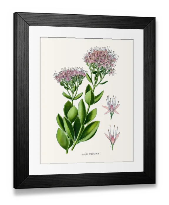 Framed Print : Ice plant. Photo of an original Fine Lithograph Framed Print : Ice plant. Photo of an original Fine Lithograph