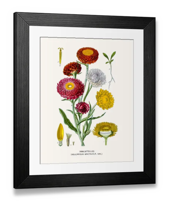 Framed Print : Golden everlasting flowers Framed Print : Golden everlasting flowers