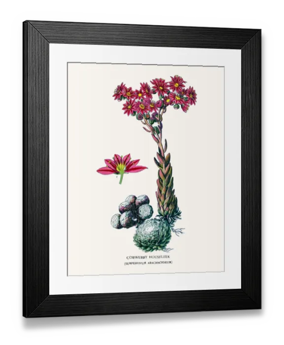 Framed Print : Houseleeks Framed Print : Houseleeks