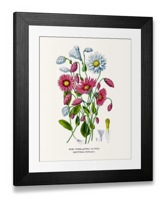 Framed Print : Rosy Everlasting Flower Framed Print : Rosy Everlasting Flower