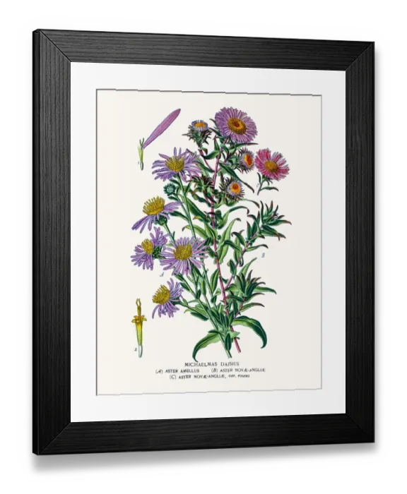 Framed Print : Asters and Daisy Framed Print : Asters and Daisy