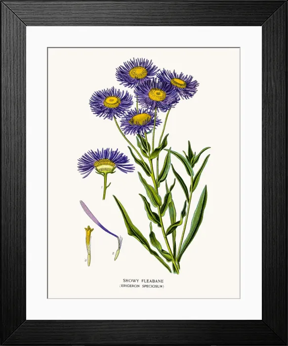 Framed Print : Showy flebane aster Framed Print : Showy flebane aster