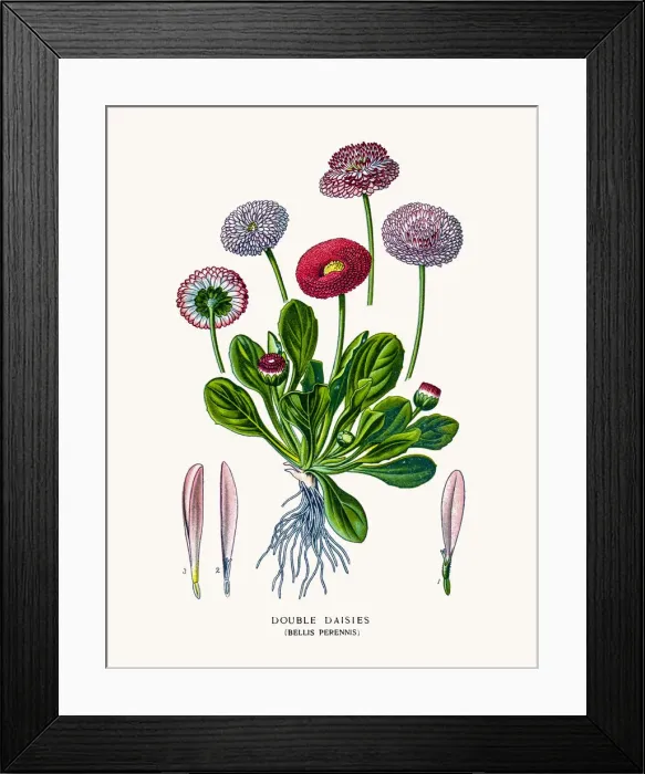 Framed Print : Asters and Daisy Framed Print : Asters and Daisy