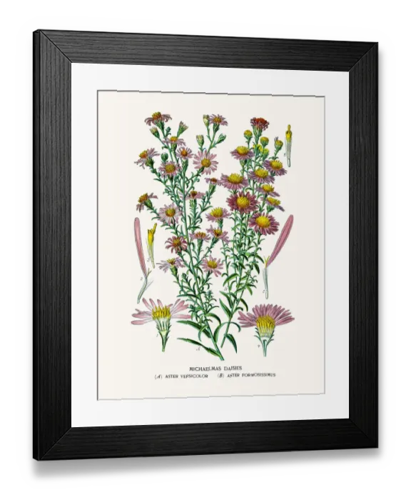 Framed Print : Asters and Daisy Framed Print : Asters and Daisy