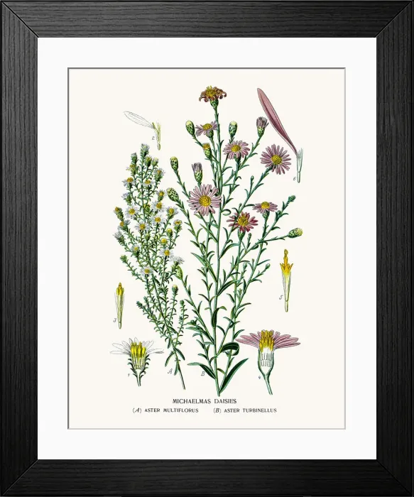 Framed Print : Asters and Daisy Framed Print : Asters and Daisy