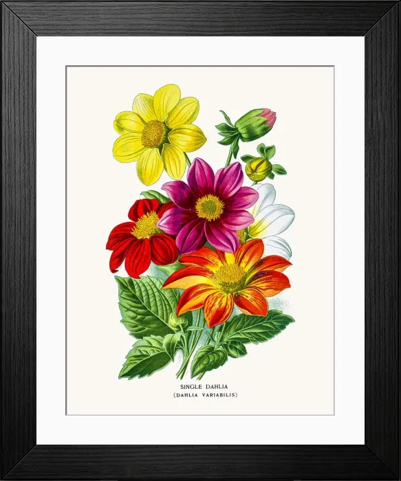 Framed Print : Garden dahlia Framed Print : Garden dahlia