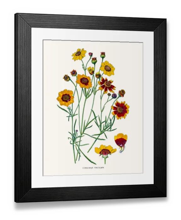 Framed Print : garden tickseed Framed Print : garden tickseed