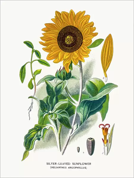 Sunflower. Photo of an original Fine Lithograph