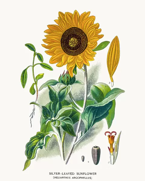 Sunflower. Photo of an original Fine Lithograph