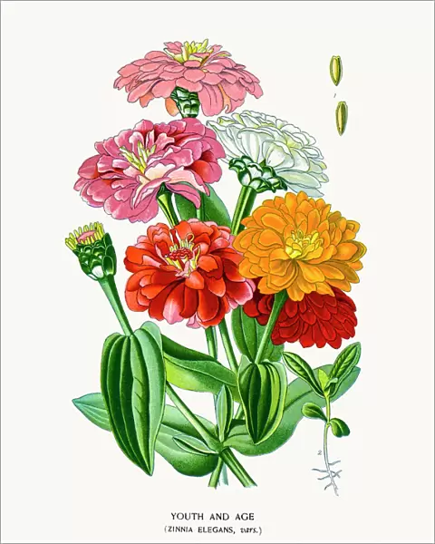 youth-and-age, zinnia flowers