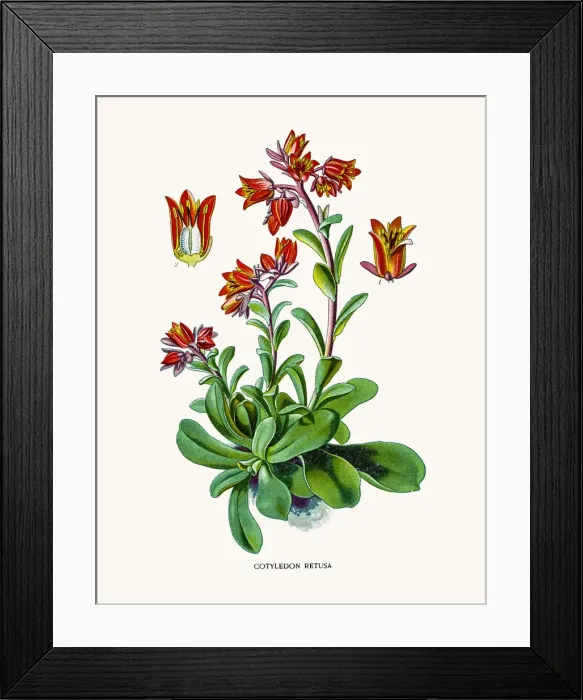 Framed Print : Cotyledon. Photo of an original Fine Lithograph Framed Print : Cotyledon. Photo of an original Fine Lithograph