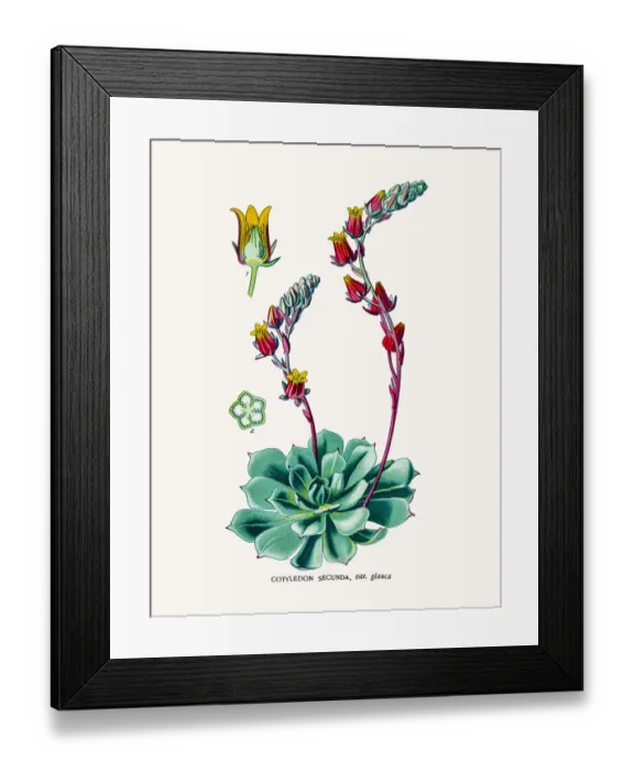 Framed Print : Cotyledon. Photo of an original Fine Lithograph Framed Print : Cotyledon. Photo of an original Fine Lithograph