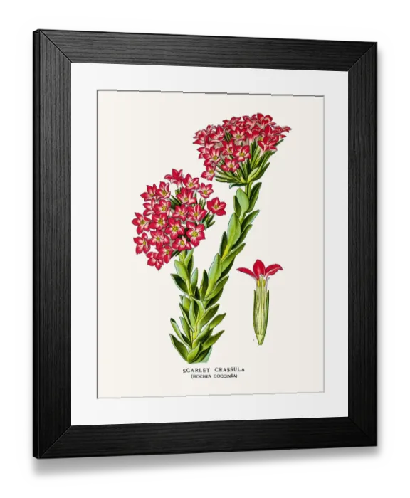 Framed Print : Scarle Crassula Framed Print : Scarle Crassula