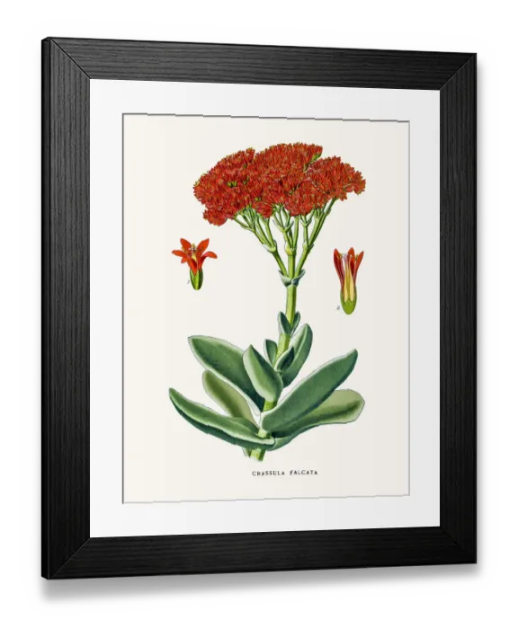 Framed Print : Crassula flower Framed Print : Crassula flower