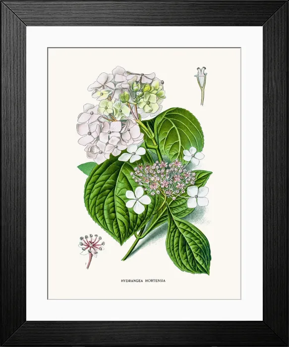 Framed Print : Hydrangea hortensia flower Framed Print : Hydrangea hortensia flower