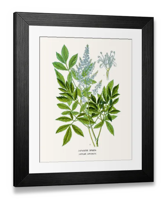 Framed Print : Japanese spirea Framed Print : Japanese spirea