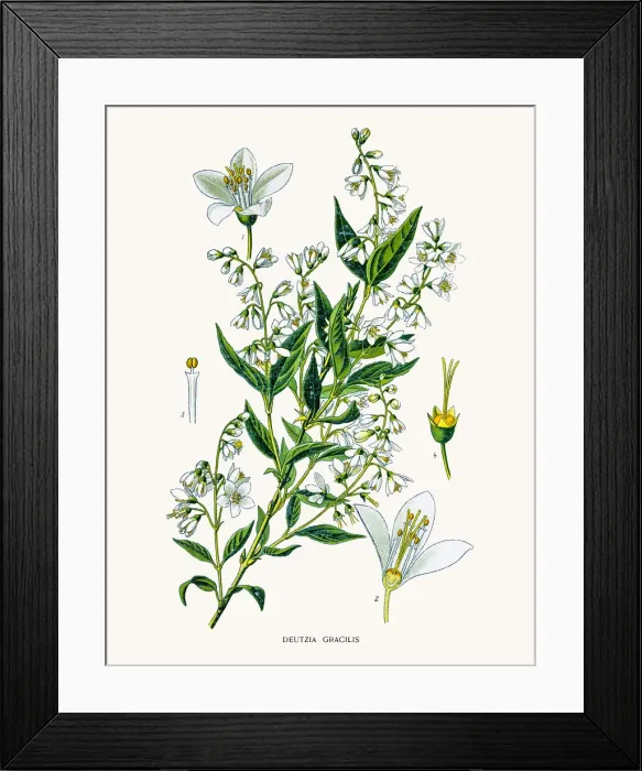 Framed Print : Slender deutzia Framed Print : Slender deutzia