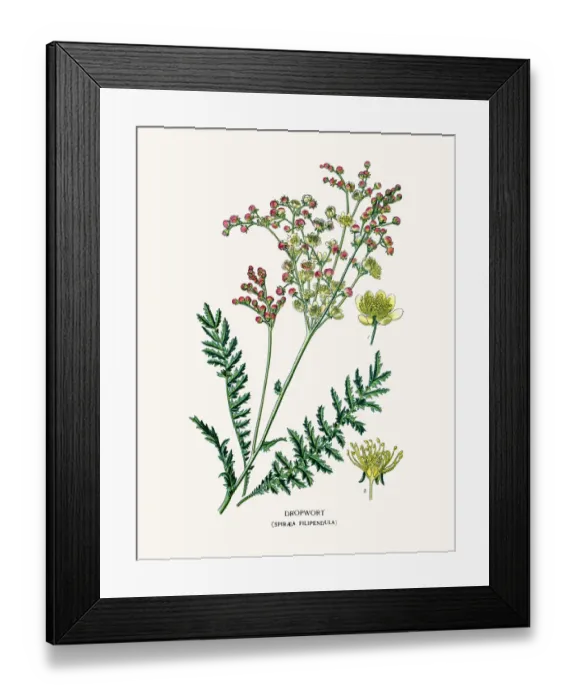 Framed Print : Dropwort. Photo of an original Fine Lithograph Framed Print : Dropwort. Photo of an original Fine Lithograph