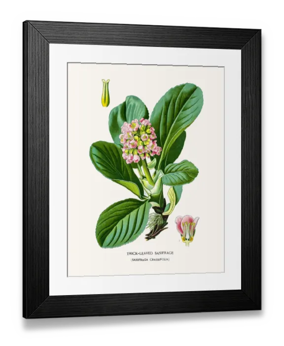 Framed Print : Saxifrage flower Framed Print : Saxifrage flower