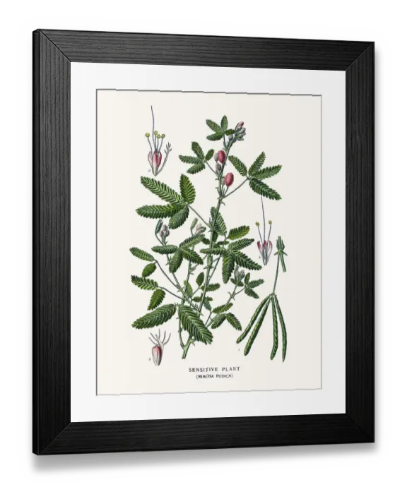 Framed Print : Sensitive plant Framed Print : Sensitive plant
